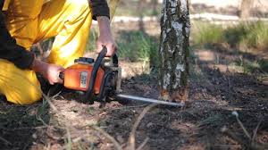 Farmington Hills, MI Tree Removal Company